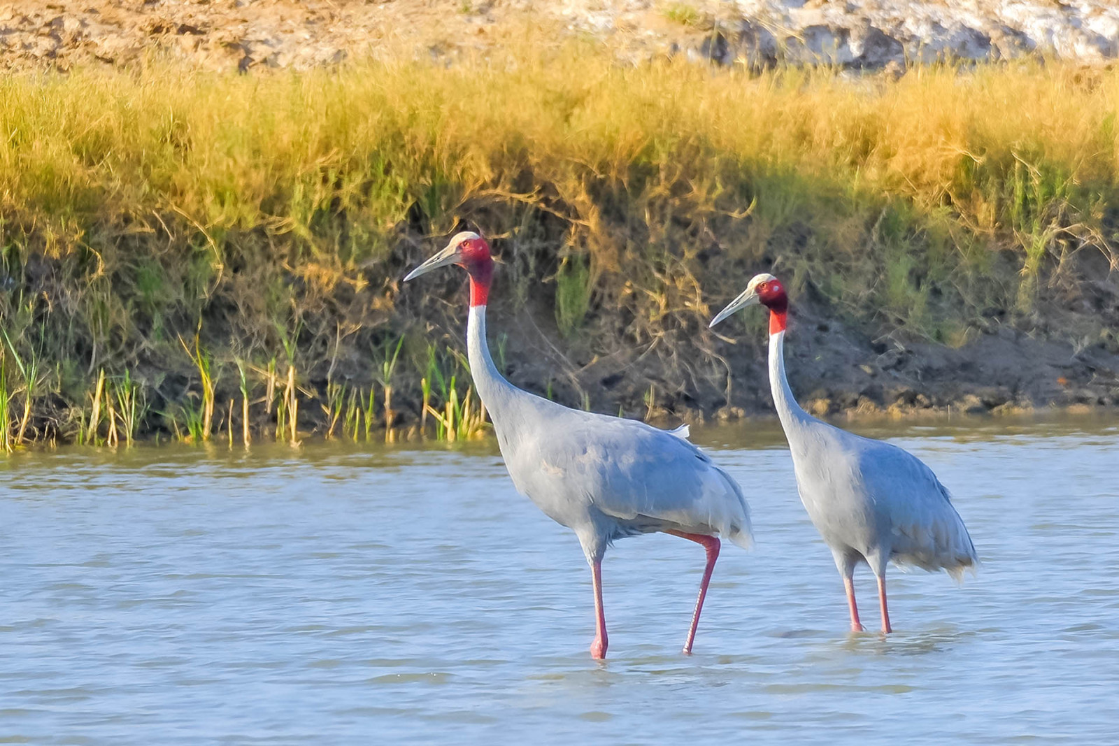 image Sarus Crane